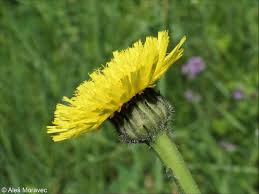 Attēlu rezultāti vaicājumam “Hypochaeris maculata”