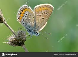 Attēlu rezultāti vaicājumam “Plebejus argus female”