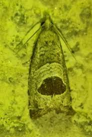 Attēlu rezultāti vaicājumam “Notocelia uddmanniana”