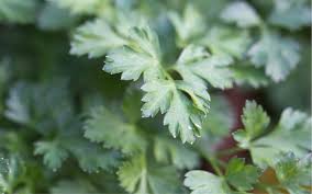 Image result for Petersilie