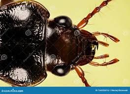 Attēlu rezultāti vaicājumam “Nebria brevicollis”