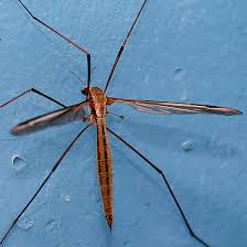 Attēlu rezultāti vaicājumam “Tipulidae female”