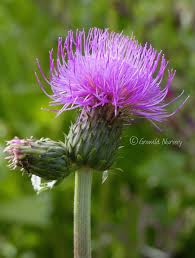 Attēlu rezultāti vaicājumam “Cirsium heterophyllum leaf”