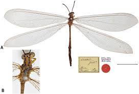 Attēlu rezultāti vaicājumam “Myrmeleontidae imago”