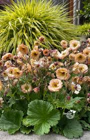 Attēlu rezultāti vaicājumam “Geum”