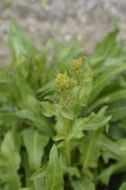 Attēlu rezultāti vaicājumam “Bunias orientalis bud”