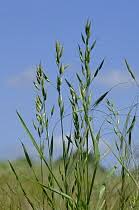 Attēlu rezultāti vaicājumam “Bromus secalinus”