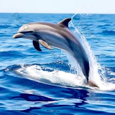 Image result for Tursiops truncatus