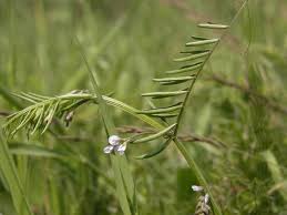 Attēlu rezultāti vaicājumam “Vicia hirsuta fruit”