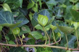 Attēlu rezultāti vaicājumam “Hedera helix  leaf”