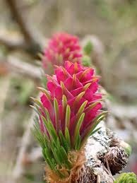 Attēlu rezultāti vaicājumam “Larix decidua flower”