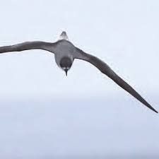 Image result for Pterodroma feae