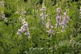 Attēlu rezultāti vaicājumam “Galega orientalis flower”