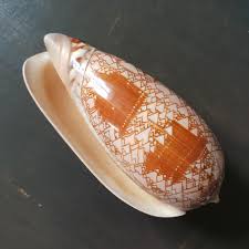 Image result for mountain top seashell