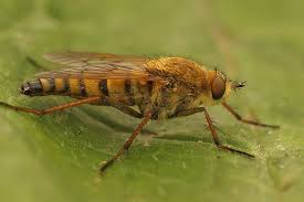 Attēlu rezultāti vaicājumam “Therevidae”