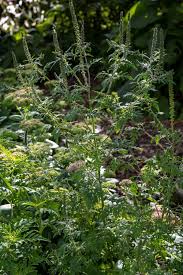 Attēlu rezultāti vaicājumam “Ambrosia artemisiifolia”