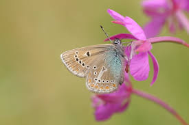 Attēlu rezultāti vaicājumam “Eumedonia eumedon underside”