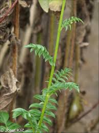 Attēlu rezultāti vaicājumam “Polemonium caeruleum fruit”