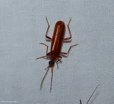 Attēlu rezultāti vaicājumam “Pyrochroidae”