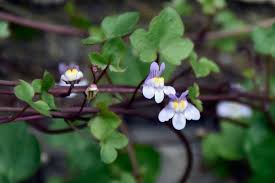 Attēlu rezultāti vaicājumam “Cymbalaria muralis flower”
