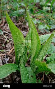 Attēlu rezultāti vaicājumam “Symphytum officinale leaf”