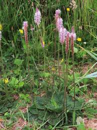 Attēlu rezultāti vaicājumam “Plantago media”