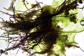 Attēlu rezultāti vaicājumam “Fossombronia foveolata spores”