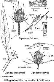Attēlu rezultāti vaicājumam “Dipsacus fullonum flower”