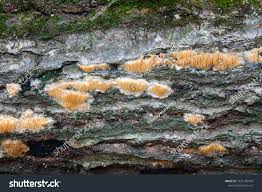 Attēlu rezultāti vaicājumam “Steccherinum ochraceum”