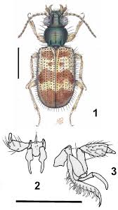 Attēlu rezultāti vaicājumam “Bembidion sp.”