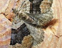 Attēlu rezultāti vaicājumam “Xanthorhoe quadrifasiata”