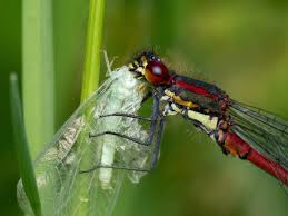 Attēlu rezultāti vaicājumam “Pyrrhosoma nymphula”