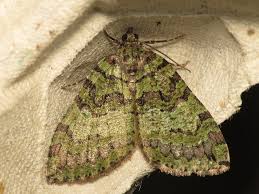 Attēlu rezultāti vaicājumam “Hydriomena furcata”