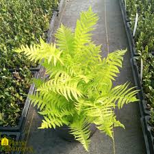 Attēlu rezultāti vaicājumam “Matteuccia struthiopteris”