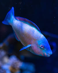 Image result for Scarus psittacus