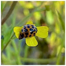 Attēlu rezultāti vaicājumam “Ranunculus flammula flower”