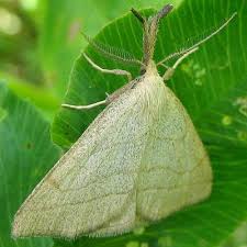 Attēlu rezultāti vaicājumam “Polypogon tentacularius”