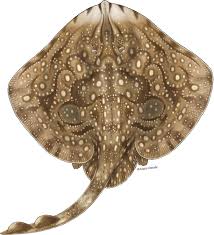 Image result for Raja montagui