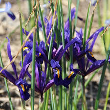 Attēlu rezultāti vaicājumam “Iris reticulata”