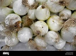 Image result for Allium schoenoprasum