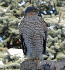 Attēlu rezultāti vaicājumam “Accipiter nisus male”