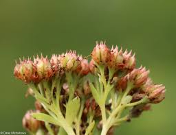 Attēlu rezultāti vaicājumam “Hylotelephium maximum leaf”