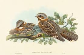 Image result for Caprimulgus ruficollis