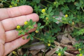 Attēlu rezultāti vaicājumam “Medicago lupulina”