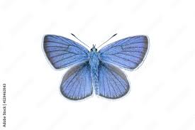 Attēlu rezultāti vaicājumam “Cyaniris semiargus male”