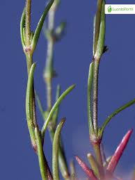 Attēlu rezultāti vaicājumam “Sagina nodosa leaf”