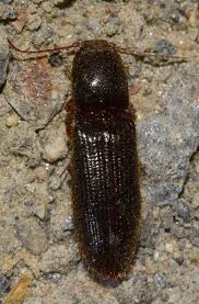 Attēlu rezultāti vaicājumam “Hemicrepidius sp.”