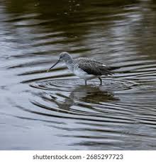 Attēlu rezultāti vaicājumam “Tringa nebularia adult”