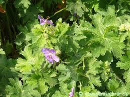Attēlu rezultāti vaicājumam “Geranium bohemicum leaf”
