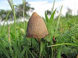 Attēlu rezultāti vaicājumam “Psilocybe sp.”